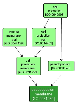 GO:0031260 - pseudopodium membrane (interactive image map)