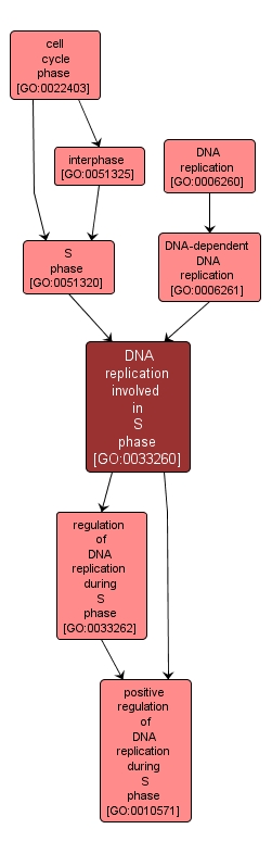 GO:0033260 - DNA replication involved in S phase (interactive image map)