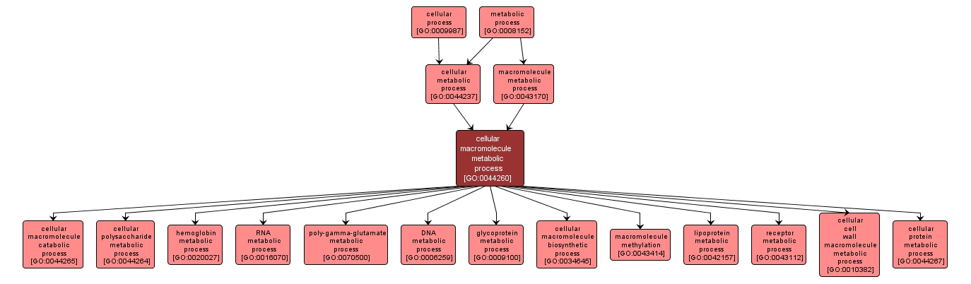 GO:0044260 - cellular macromolecule metabolic process (interactive image map)