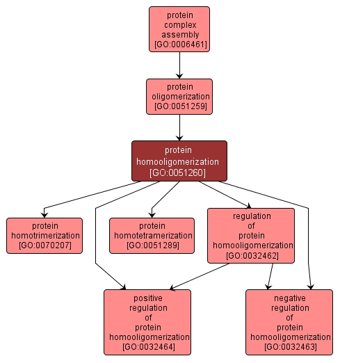 GO:0051260 - protein homooligomerization (interactive image map)