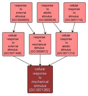 GO:0071260 - cellular response to mechanical stimulus (interactive image map)