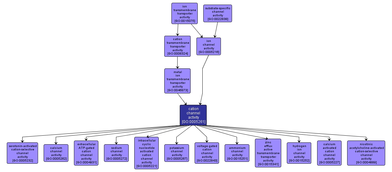 GO:0005261 - cation channel activity (interactive image map)