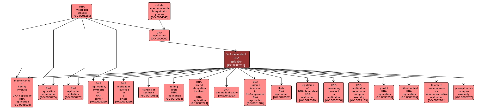 GO:0006261 - DNA-dependent DNA replication (interactive image map)