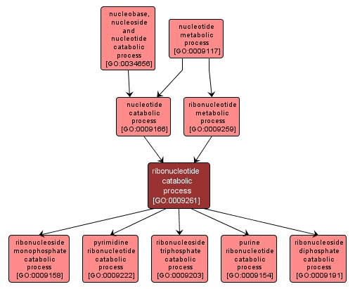 GO:0009261 - ribonucleotide catabolic process (interactive image map)