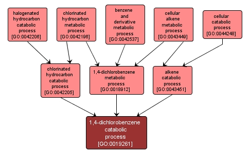 GO:0019261 - 1,4-dichlorobenzene catabolic process (interactive image map)
