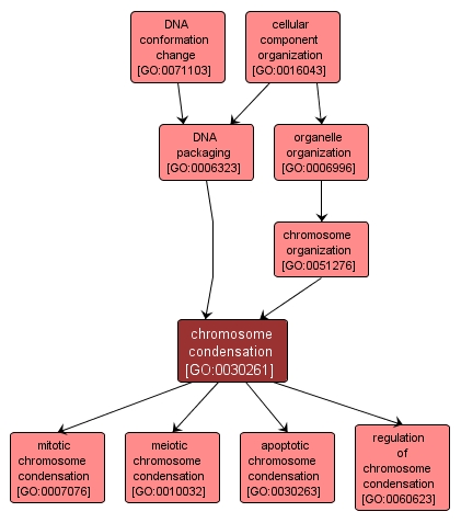 GO:0030261 - chromosome condensation (interactive image map)