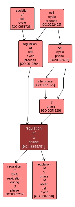 GO:0033261 - regulation of S phase (interactive image map)