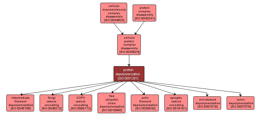 GO:0051261 - protein depolymerization (interactive image map)