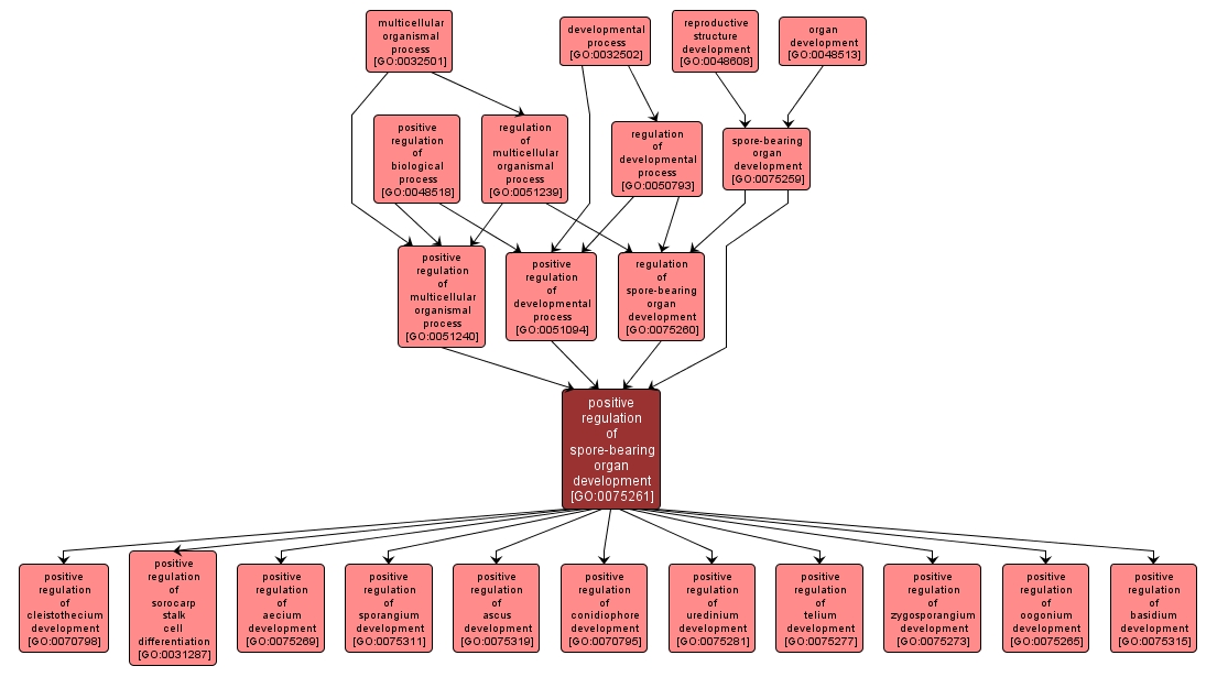 GO:0075261 - positive regulation of spore-bearing organ development (interactive image map)