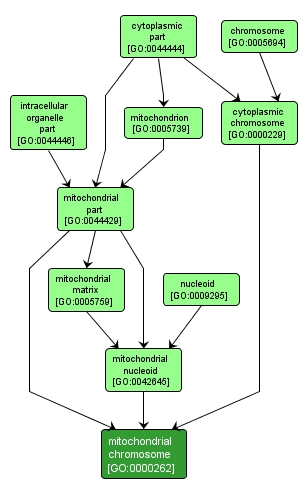 GO:0000262 - mitochondrial chromosome (interactive image map)