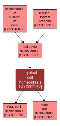 GO:0002262 - myeloid cell homeostasis (interactive image map)