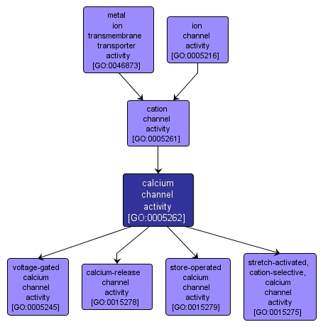 GO:0005262 - calcium channel activity (interactive image map)