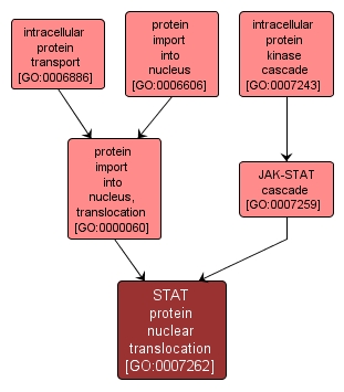 GO:0007262 - STAT protein nuclear translocation (interactive image map)