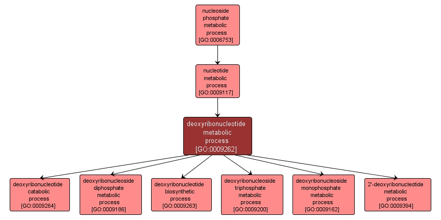 GO:0009262 - deoxyribonucleotide metabolic process (interactive image map)