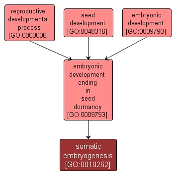 GO:0010262 - somatic embryogenesis (interactive image map)