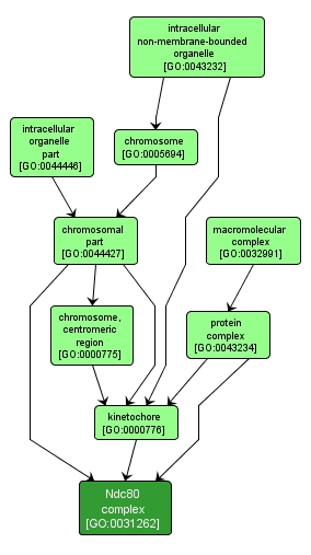 GO:0031262 - Ndc80 complex (interactive image map)