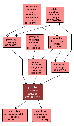 GO:0032262 - pyrimidine nucleotide salvage (interactive image map)