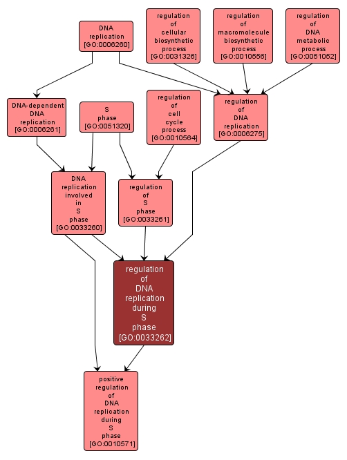 GO:0033262 - regulation of DNA replication during S phase (interactive image map)