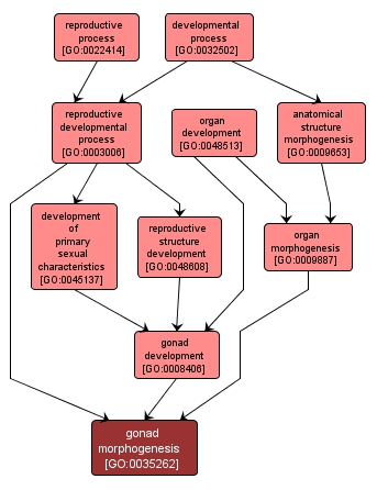 GO:0035262 - gonad morphogenesis (interactive image map)