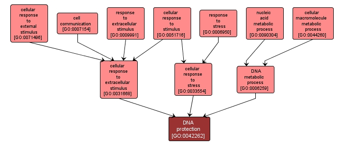 GO:0042262 - DNA protection (interactive image map)