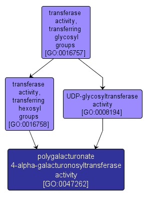 GO:0047262 - polygalacturonate 4-alpha-galacturonosyltransferase activity (interactive image map)