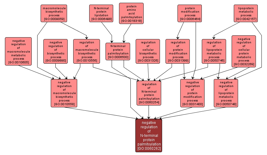 GO:0060262 - negative regulation of N-terminal protein palmitoylation (interactive image map)