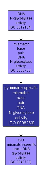GO:0008263 - pyrimidine-specific mismatch base pair DNA N-glycosylase activity (interactive image map)