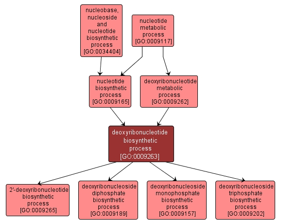 GO:0009263 - deoxyribonucleotide biosynthetic process (interactive image map)