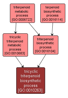 GO:0010263 - tricyclic triterpenoid biosynthetic process (interactive image map)
