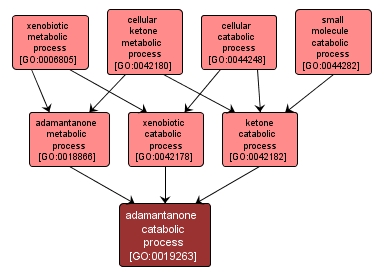 GO:0019263 - adamantanone catabolic process (interactive image map)
