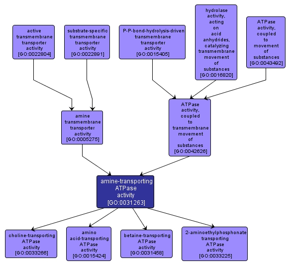 GO:0031263 - amine-transporting ATPase activity (interactive image map)