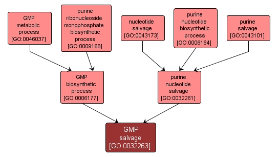 GO:0032263 - GMP salvage (interactive image map)