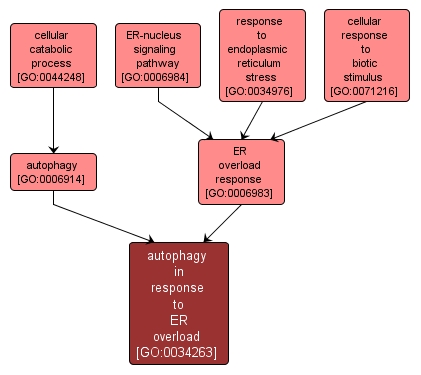 GO:0034263 - autophagy in response to ER overload (interactive image map)