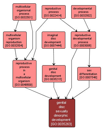 GO:0035263 - genital disc sexually dimorphic development (interactive image map)