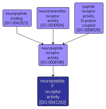 GO:0042263 - neuropeptide F receptor activity (interactive image map)