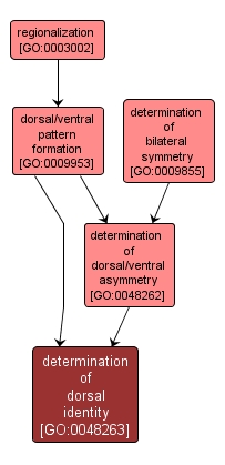 GO:0048263 - determination of dorsal identity (interactive image map)