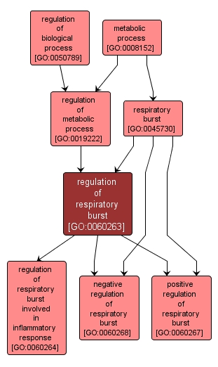 GO:0060263 - regulation of respiratory burst (interactive image map)