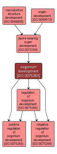 GO:0075263 - oogonium development (interactive image map)