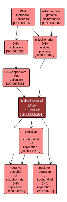 GO:0006264 - mitochondrial DNA replication (interactive image map)