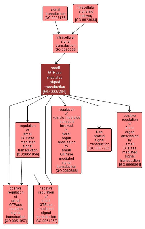 GO:0007264 - small GTPase mediated signal transduction (interactive image map)