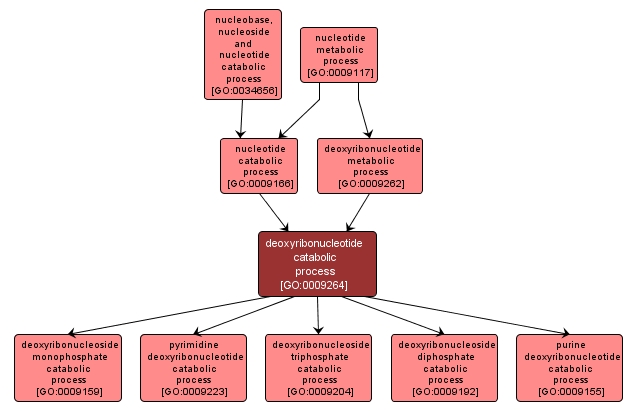 GO:0009264 - deoxyribonucleotide catabolic process (interactive image map)