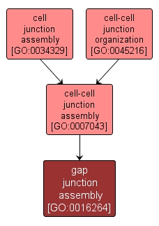 GO:0016264 - gap junction assembly (interactive image map)