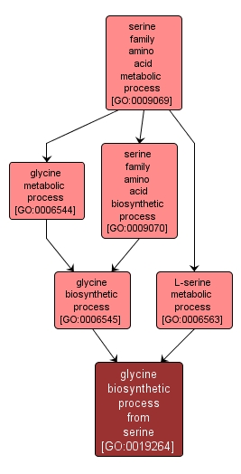 GO:0019264 - glycine biosynthetic process from serine (interactive image map)