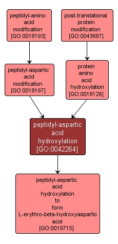 GO:0042264 - peptidyl-aspartic acid hydroxylation (interactive image map)