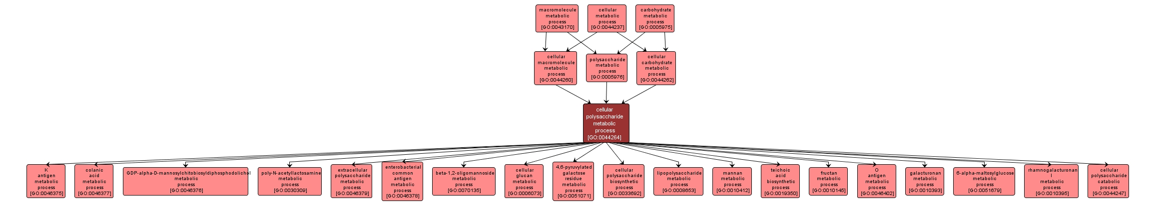 GO:0044264 - cellular polysaccharide metabolic process (interactive image map)