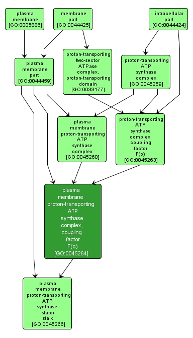 GO:0045264 - plasma membrane proton-transporting ATP synthase complex, coupling factor F(o) (interactive image map)