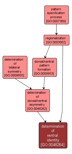 GO:0048264 - determination of ventral identity (interactive image map)