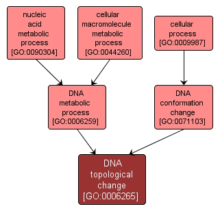 GO:0006265 - DNA topological change (interactive image map)