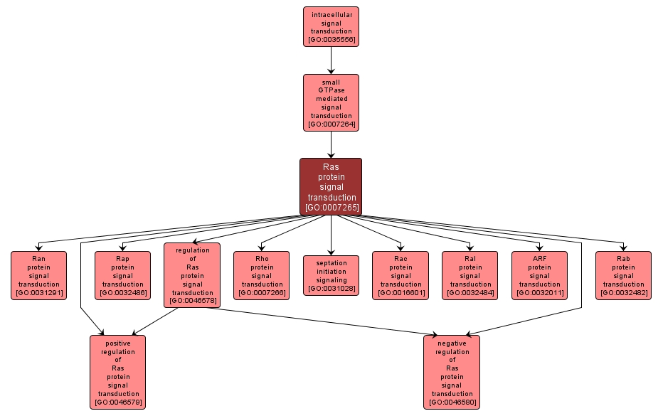 GO:0007265 - Ras protein signal transduction (interactive image map)