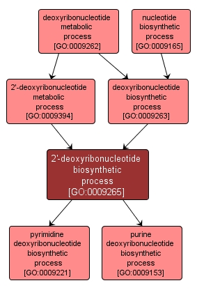 GO:0009265 - 2'-deoxyribonucleotide biosynthetic process (interactive image map)